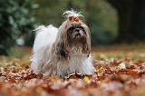SHIH TZU 196